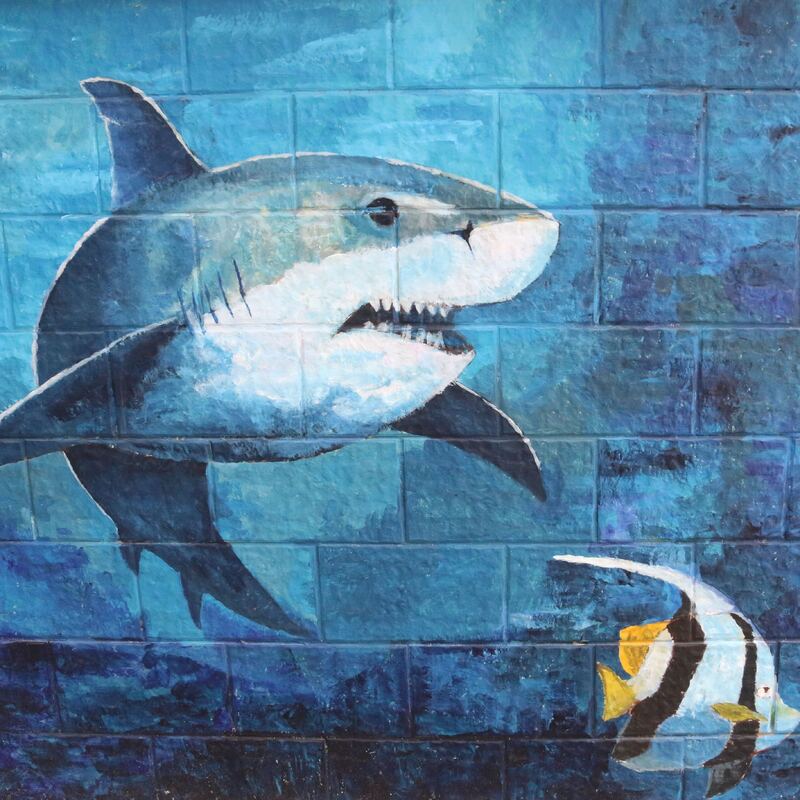 Shark on wall