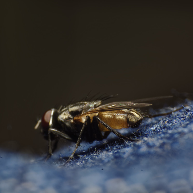 fly