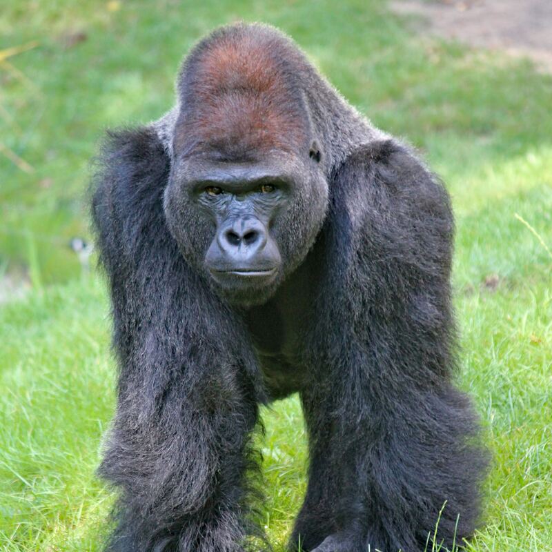 gorilla