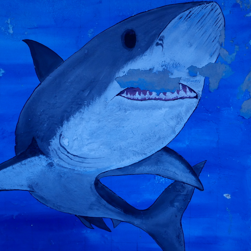 Scarf shark on a wall