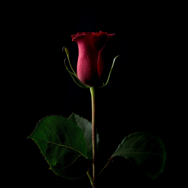 Forever Rose by Kevin Abosch