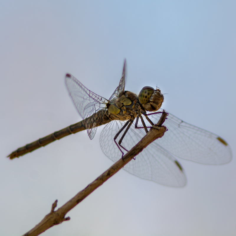 libellula