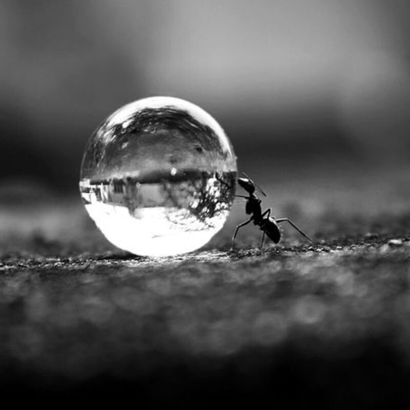ant water drop micro photography