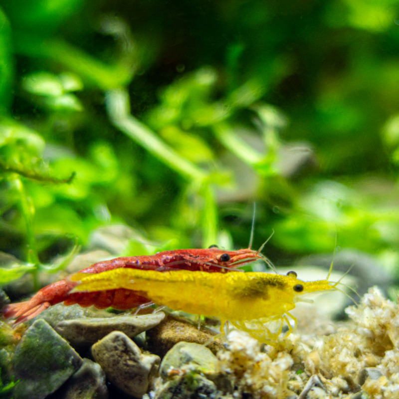 yellow and red shrimps