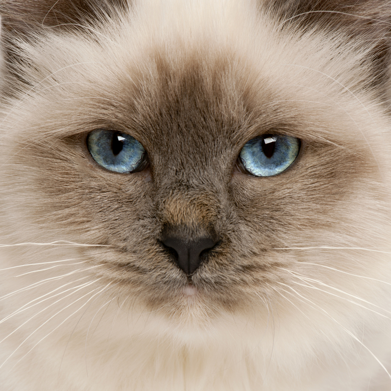 Birman Cat 5 month old