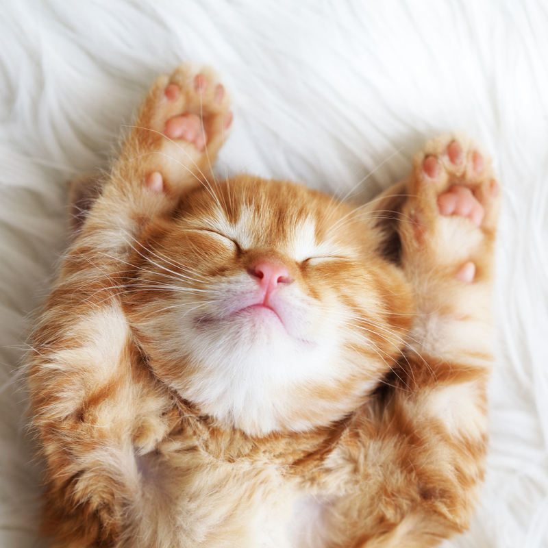 Red Kitty